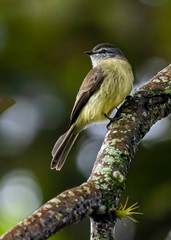 Phyllomyias griseiceps