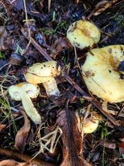 Lactarius scrobiculatus canadensis