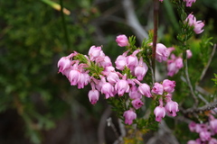 Erica excavata
