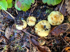 Lactarius scrobiculatus canadensis