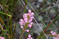 Erica excavata