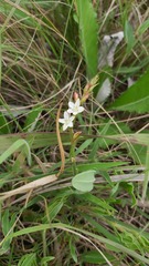 Oxygonum dregeanum