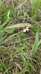 Oxygonum dregeanum