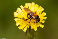 Exomalopsis