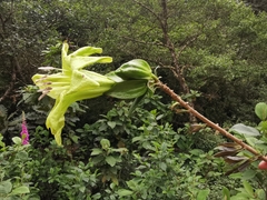 Solandra boliviana