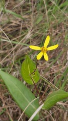Senecio glaberrimus