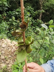 Solandra boliviana