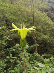 Solandra boliviana