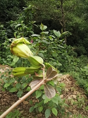 Solandra boliviana