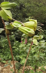 Solandra boliviana