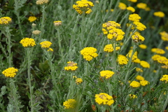 Helichrysum dasyanthum