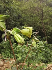 Solandra boliviana