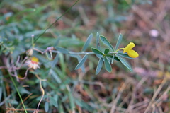 Cytisus procumbens