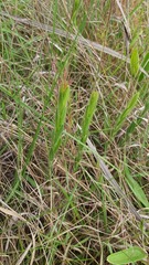 Acalypha depressinerva