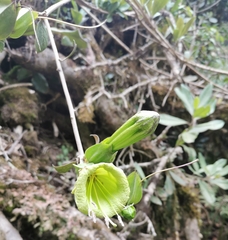 Solandra boliviana