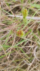 Acalypha depressinerva