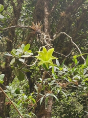 Solandra boliviana
