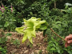 Solandra boliviana