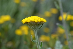 Helichrysum dasyanthum