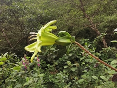 Solandra boliviana