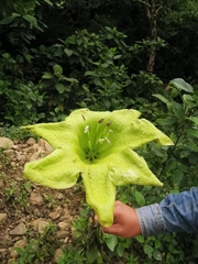 Solandra boliviana