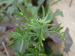 Galium parisiense