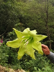 Solandra boliviana