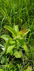 Acalypha peduncularis