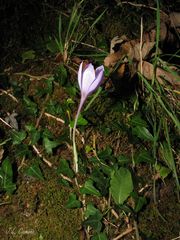 Crocus serotinus
