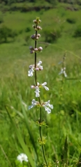 Stachys nigricans