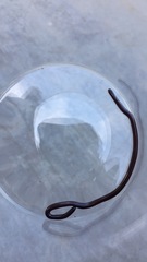 Leptotyphlopidae