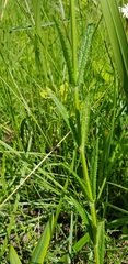 Stachys nigricans