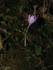 Crocus serotinus