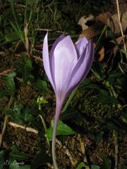 Crocus serotinus