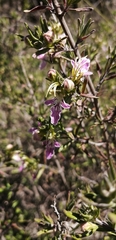 Teucrium bicolor