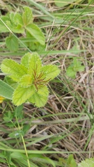 Acalypha peduncularis