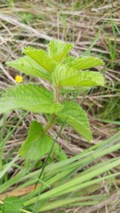Acalypha peduncularis
