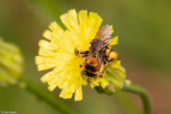 Exomalopsis