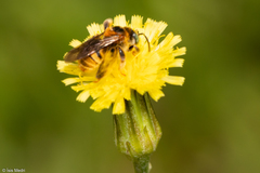 Exomalopsis