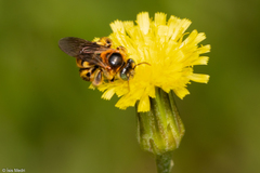 Exomalopsis