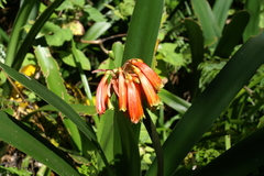 Clivia caulescens