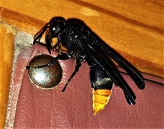 Synagris analis
