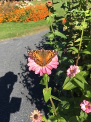 Vanessa virginiensis