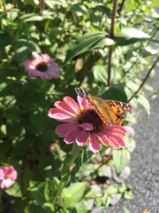 Vanessa virginiensis