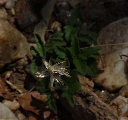 Tridax Daisy