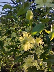 Clematis montevidensis