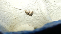 Pseudozarba bipartita