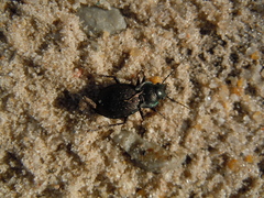 Carabus lusitanicus