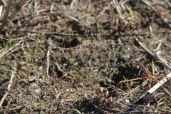 Sympetrum meridionale