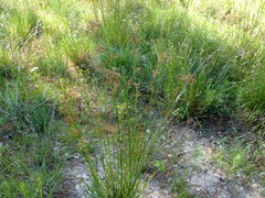 Rhynchospora elliottii